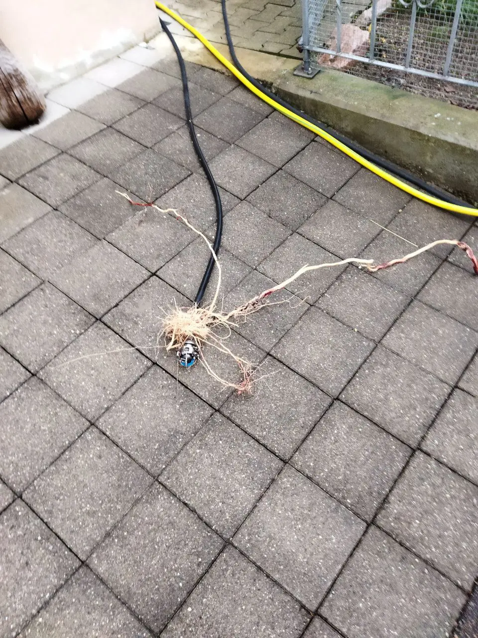 Корени в траба